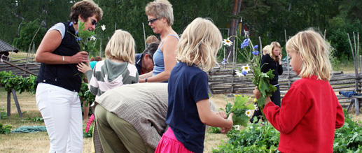 Midsommarstången kläs med blomster